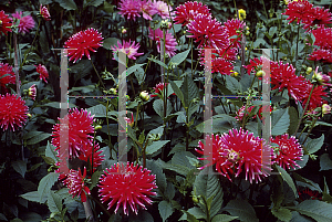 Picture of Dahlia  'Cheerio'