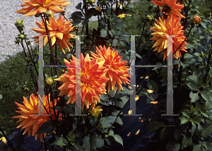 Picture of Dahlia  'Churphalzpark'