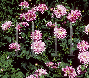 Picture of Dahlia  'Cristine'