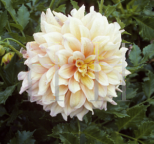 Picture of Dahlia  'Desert Storm'