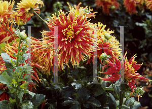 Picture of Dahlia  'Fascination'