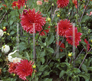 Picture of Dahlia  'Fire Magic'