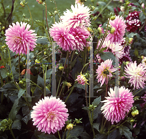 Picture of Dahlia  'Gay Princess'