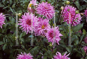 Picture of Dahlia  'Herbert Smith'