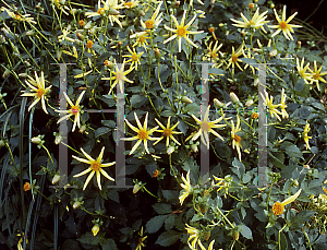 Picture of Dahlia  'Honka'