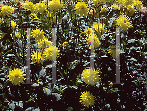 Picture of Dahlia  'Johann Nestroy'