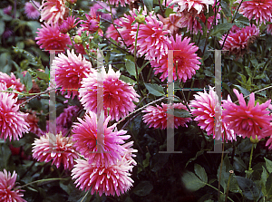Picture of Dahlia  'Lindy'