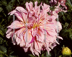 Picture of Dahlia  'Maki'