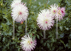 Picture of Dahlia  'Marlene Joy'