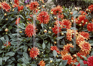 Picture of Dahlia  'Messine'