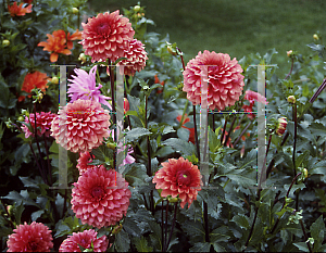 Picture of Dahlia  'Mystique'