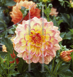 Picture of Dahlia  'Peaches'