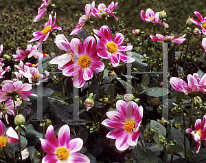 Picture of Dahlia  'Petite Coquin'