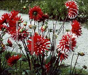 Picture of Dahlia  'Pfitzers Joker'