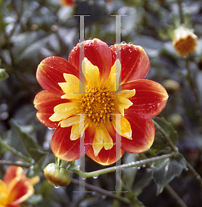 Picture of Dahlia  'Pooh'