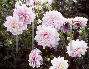 Picture of Dahlia  'Randi Dawn'