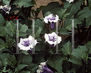 Picture of Datura  'Ballerina Mix'