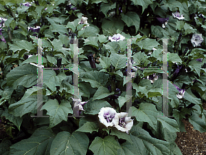 Picture of Datura  'Ballerina Mix'