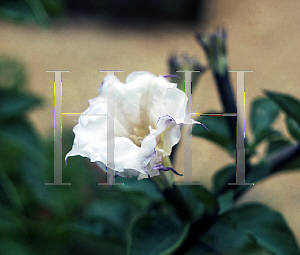 Picture of Datura  'Ballerina White'