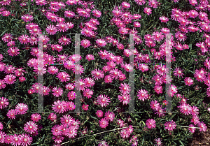 Picture of Delosperma cooperi 