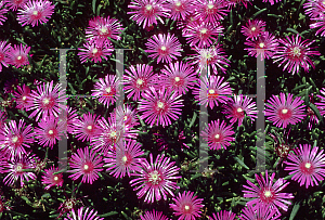 Picture of Delosperma cooperi 