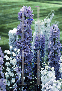 Picture of Delphinium  'Astolat'