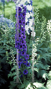 Picture of Delphinium elatum 'Black Knight'