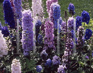 Picture of Delphinium  'Clear Springs Mix'