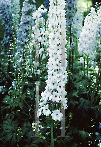 Picture of Delphinium elatum 'Galahad'