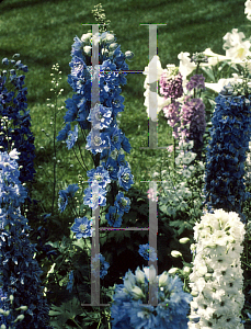 Picture of Delphinium elatum 'Summer Skies'