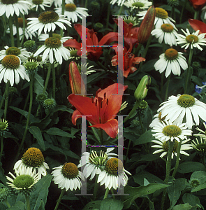 Picture of Lilium  'Paradiso'