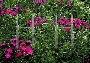 Picture of Dianthus  'Bouquet Purple'