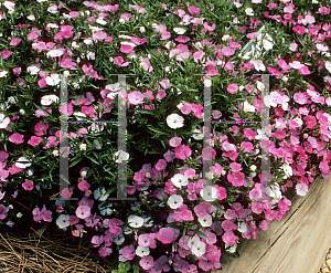 Picture of Dianthus  'Diamond Blush Pink'