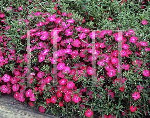 Picture of Dianthus  'Diamond Pink'