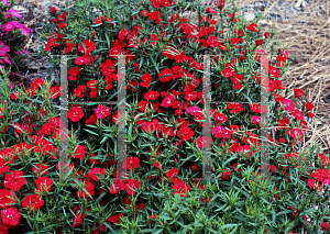 Picture of Dianthus  'Diamond Scarlet'