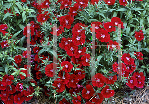 Picture of Dianthus chinensis x barbatus 'Floral Lace Crimson'