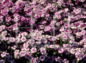 Picture of Dianthus plumarius 'Ideal Blush'