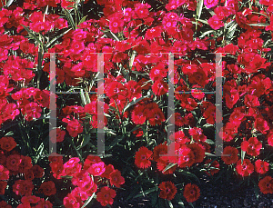 Picture of Dianthus plumarius 'Ideal Carmine'