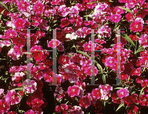 Picture of Dianthus plumarius 'Ideal Fuschia'