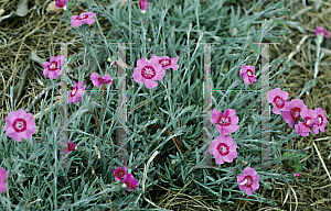 Picture of Dianthus alpinus 'Pixie Star'