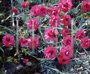 Picture of Dianthus  'Thomas'