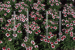 Picture of Dianthus  'Valentine'