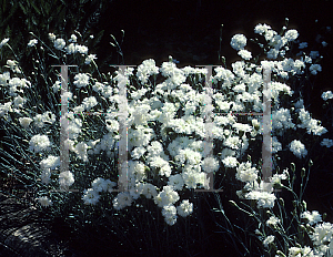 Picture of Dianthus plumarius 'Itsaul White'