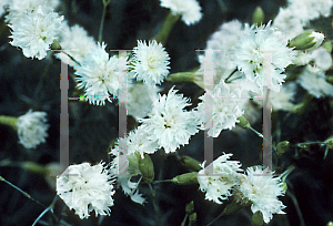 Picture of Dianthus plumarius 'Itsaul White'