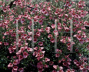 Picture of Diascia x 'Coral Belle'