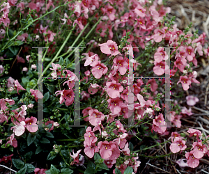 Picture of Diascia x 'Coral Belle'