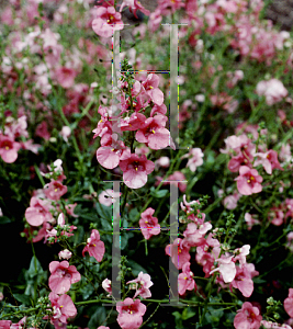 Picture of Diascia x 'Coral Belle'