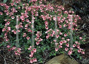 Picture of Diascia x 'Coral Belle'