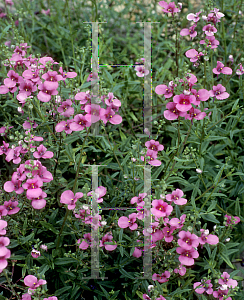 Picture of Diascia x 'Emma'