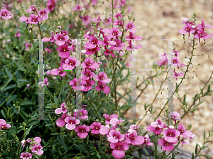 Picture of Diascia x 'Emma'